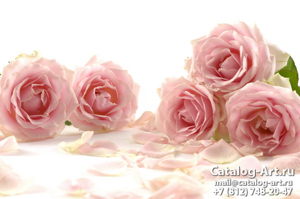 Pink roses 72